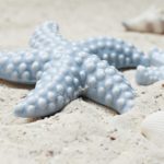 starfish, shellfish, sand