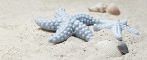 starfish, shellfish, sand